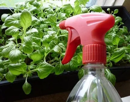 Petunia - îngrijire și cultivarea la domiciliu din semințe
