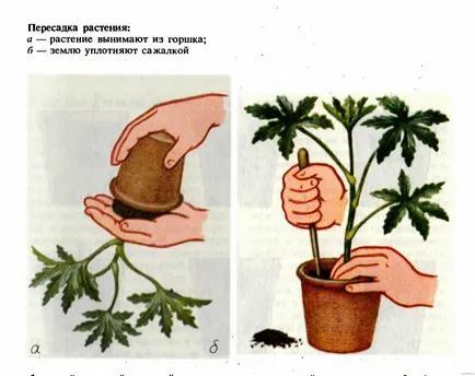 Transplantare plante de interior rapid și ușor