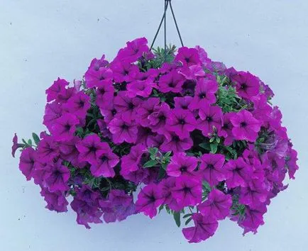Petunia - îngrijire și creștere (are propriile sale nuanțe) Petunia - ingrijire si cultivare