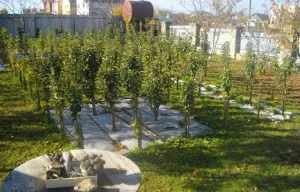 Orchard - cum să se ofere recolte bogate (video, dreptul la fructe de plante) Orchard - cum să se ofere recolte bogate video,