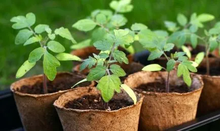 Un tomate pick-în luna aprilie 2017, când este posibil, zile de bun augur, foto, video (2017) Un tomate pick-în aprilie 2017, când este posibil, de bun augur zile, foto, video