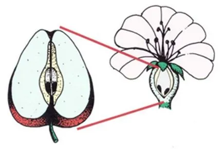 Fructe - structura, dezvoltarea și clasificarea