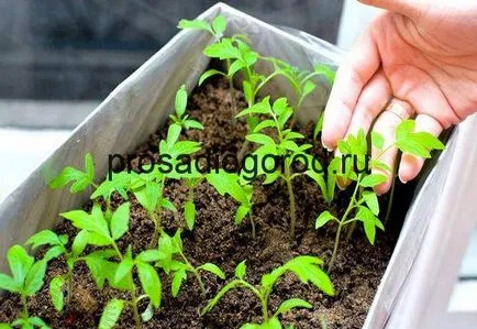 Un tomate alege pe tehnologie și calendarul lunar, clipuri video și fotografii
