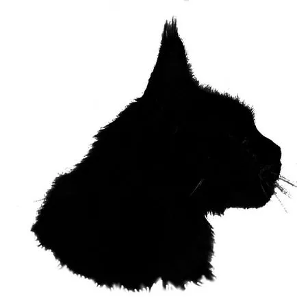 Pepiniere si silvicultura Maine Coon la Moscova și în alte orașe, crescătorii particulari