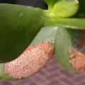 De ce să nu crească un copac bani sau mor ce să facă să-l salveze video și fotografii (monetară) De ce să nu crească un copac bani sau mor ce să facă pentru a salva video și fotografia lui