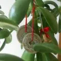 De ce să nu crească un copac bani sau mor ce să facă pentru a-l salva video și fotografii (lemn) De ce să nu crească un copac bani sau mor ce să facă pentru a salva video și fotografia lui
