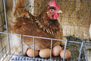 De ce nu suportă tinere găini ouătoare ouătoare decât (tineri) De ce nu suportă găini tinere găini ouătoare decât