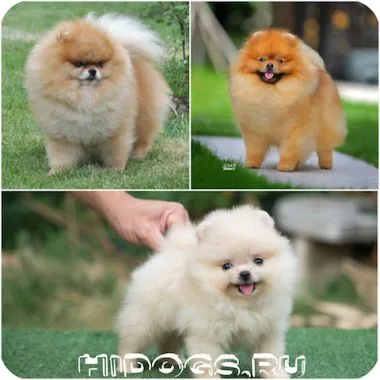 Pro și contra de avantaje și dezavantaje Pomeranian (foto)