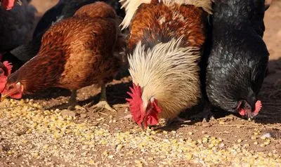 De ce nu suportă tinere găini ouătoare ouătoare decât (tineri) De ce nu suportă găini tinere găini ouătoare decât