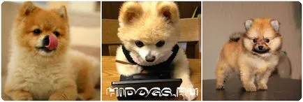 Pro și contra de avantaje și dezavantaje Pomeranian (foto)