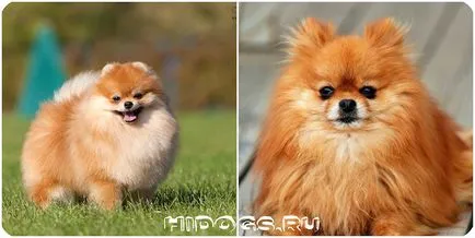 Pro și contra de avantaje și dezavantaje Pomeranian (foto)