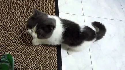 De ce pisoi miauna atunci când merge la baie un blog veterinarii - belanta