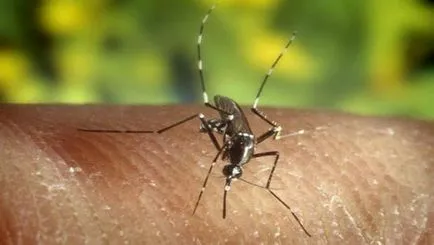 De ce tantarii musca unii oameni, în timp ce altele nu (oameni) De ce tantarii musca unii oameni, dar alții nu