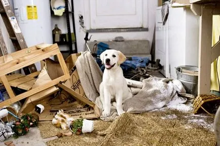 De ce experți răspunsurile de mână de câini cu experiență nu poate fi batut (de ce) De ce nu se poate bate răspunsurile câine de mână de experți cu experiență