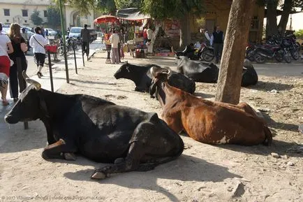 De ce sacru vaca din India