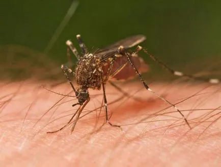 De ce tantarii musca unii oameni, în timp ce altele nu (țânțari de ce tantari nu musca grupa de sânge) De ce tantarii musca unii oameni, dar alții nu