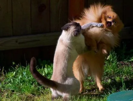 De ce pisicile și câinii de la război, sau a istoriei domesticirea animalelor (excursie) De ce pisicile și câinii de la război, sau a istoriei domesticirea animalelor