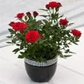 Piatra Rose acasă