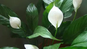 Cum să aibă grijă Spathiphyllum