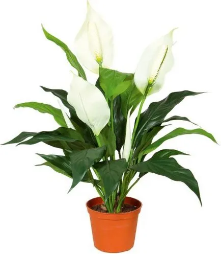 Cum să aibă grijă Spathiphyllum