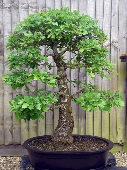 Bonsai pentru ce Bonsai pentru ce