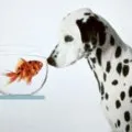 De ce apa de mare este răspunsuri simple la întrebări complexe sărate