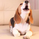 De ce whines câine