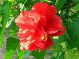 De ce frunzele se udare galben hibiscus, lumina, boli, dăunători (tratament) De ce frunzele se îngălbenesc hibiscus de udare, lumina, boli, dăunători
