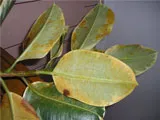 De ce frunzele se îngălbenesc în houseplants (îngălbenirea frunzelor) De ce frunze rândul său, galben, plante de apartament
