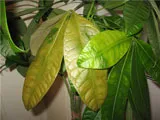 De ce frunzele se ingalbenesc în plante ghivece (plante de interior) De ce frunze rândul său, galben, plante de apartament