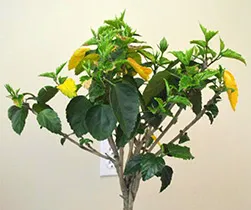 De ce frunze hibiscus rândul său, galben și se desprinde (hibiscus) De ce frunze hibiscus rândul său, galben și se desprinde