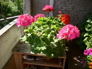 De ce rândul său, geranium galben și uscat frunze cauze și soluții (frunze) De ce frunze de geranium rândul său, galben și se usucă cauza și soluția la problema