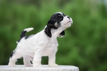 De ce un câine whining pentru nici un motiv (pisică) De ce un câine whining pentru nici un motiv