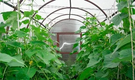 De ce galben ovar de castravete în seră, ce să facă (pentru un motiv sau altul) De ce ovar galben de castravete în seră, ce să facă