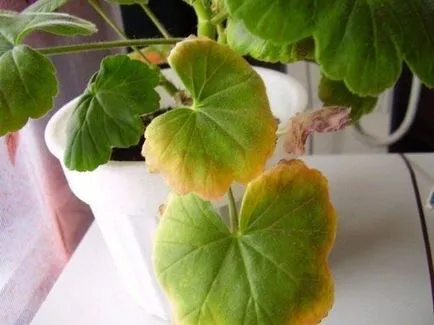 De ce frunze de geranium rândul său, galben și uscat, ca o grădină