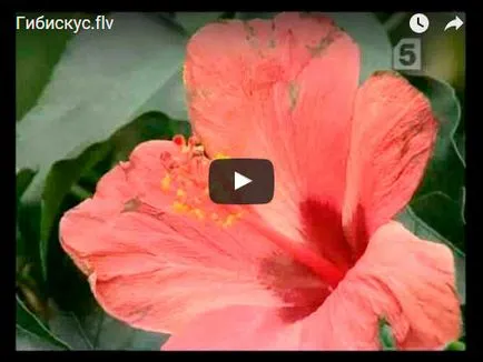 De ce frunzele se udare galben hibiscus, lumina, boli, dăunători (tratament) De ce frunzele se îngălbenesc hibiscus de udare, lumina, boli, dăunători