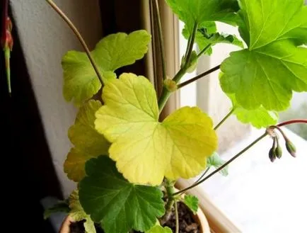 De ce frunze de geranium rândul său, galben și uscat, ca o grădină