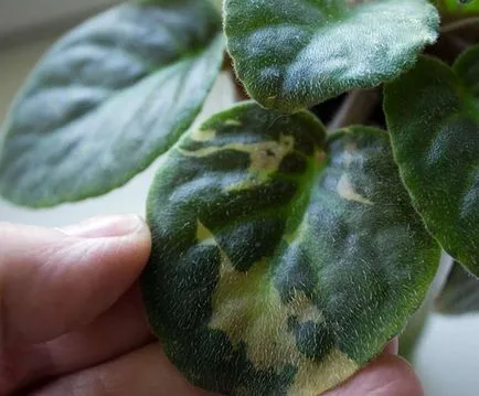 De ce frunze rândul său, galben, plante de apartament 1