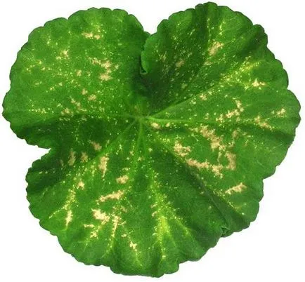 De ce frunze rândul său, galben, plante de apartament 1