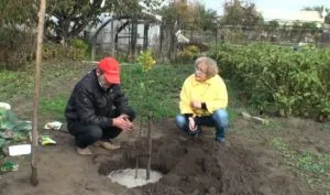 Fertilizarea pomi fructiferi și arbuști de primăvară (fructe) Fertilizarea pomi fructiferi și arbuști în primăvară