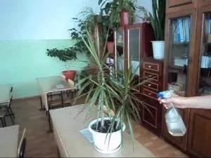 Subnivele cu privire la modul de a obține orhidee, scapi Plante de casa