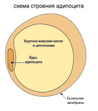 țesut adipos subcutanat