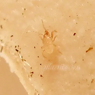 Subnivele, springtails, Collembola - fotografii, descriere, cum se face cu ei