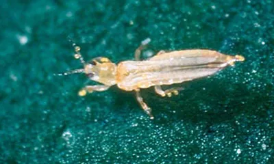 Subnivele (springtails) - măsuri de combatere a subnivele