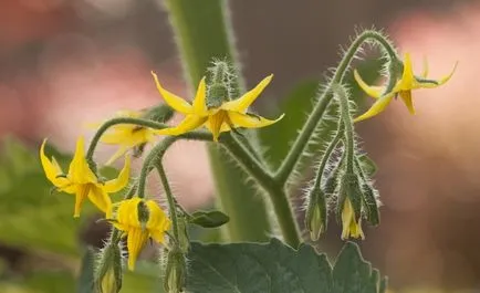 Fertilizarea de roșii în timpul înfloririi murdăririi decât tomatele (potasiu, fosfor, azot) tomate de fertilizare în timpul înfloririi decât fertiliza tomate