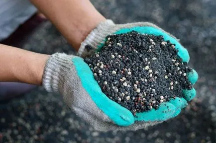 Fertilizarea roșii la tipuri de flori de îngrășăminte, metode, calendarul, dozare, circuit de aplicare, fotografii,