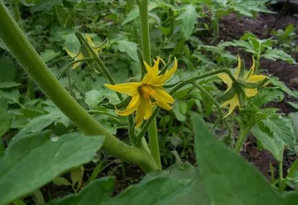 Fertilizarea de roșii în timpul înfloririi murdăririi decât tomatele (potasiu, fosfor, azot) tomate de fertilizare în timpul înfloririi decât fertiliza tomate
