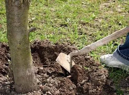 hrănire cireșe pentru o recoltă bună