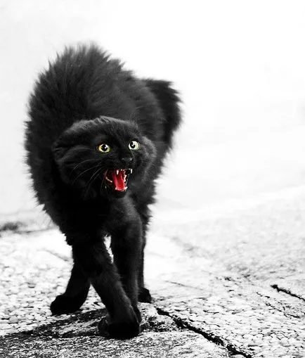 Clipire Cat fotografie