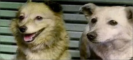 Zborul de Belka și Strelka în spațiu așa cum a fost